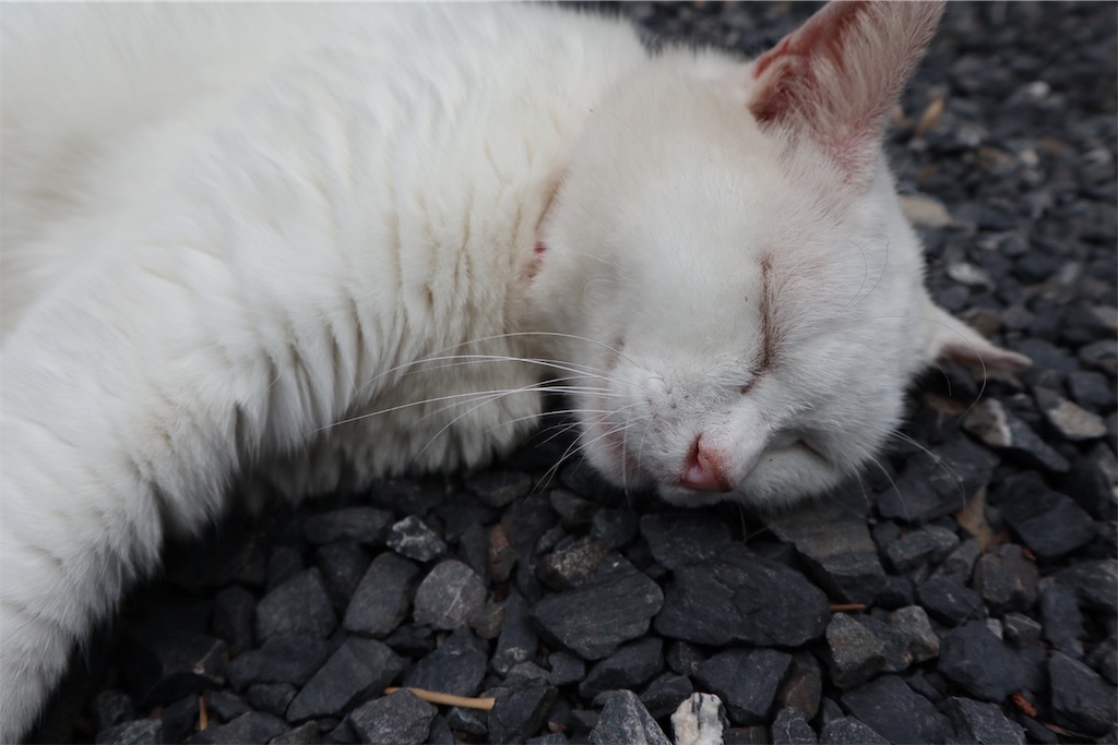 f:id:ja7083324:20190707110312j:image