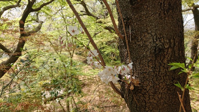 f:id:jabsport17:20190411115924j:image f:id:jabsport17:20190411115924j:image