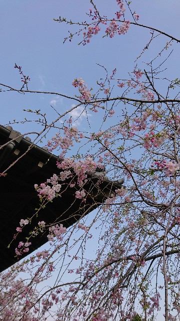 f:id:jabsport17:20190411120741j:image f:id:jabsport17:20190411120741j:image
