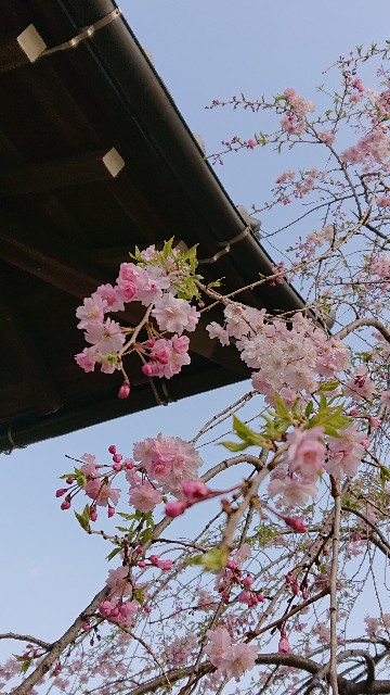 f:id:jabsport17:20190411120801j:image f:id:jabsport17:20190411120801j:image