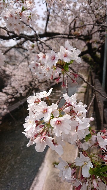 f:id:jabsport17:20190411121017j:image f:id:jabsport17:20190411121017j:image