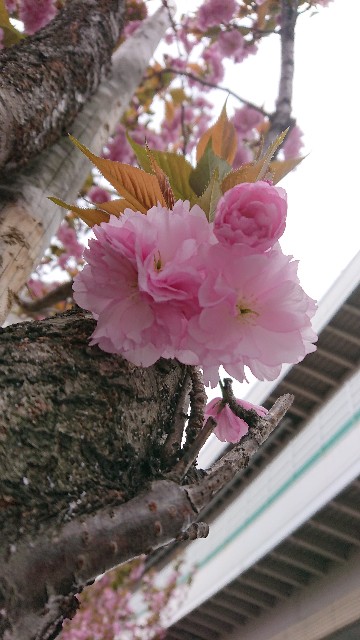 f:id:jabsport17:20190415154927j:image f:id:jabsport17:20190415154927j:image
