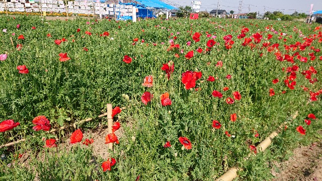 f:id:jabsport17:20190514173233j:image f:id:jabsport17:20190514173233j:image