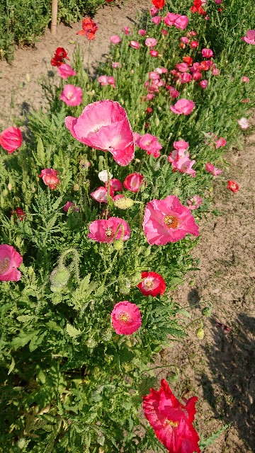 f:id:jabsport17:20190514173306j:image f:id:jabsport17:20190514173306j:image