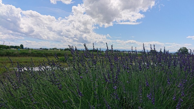 f:id:jabsport17:20190617231044j:image f:id:jabsport17:20190617231044j:image