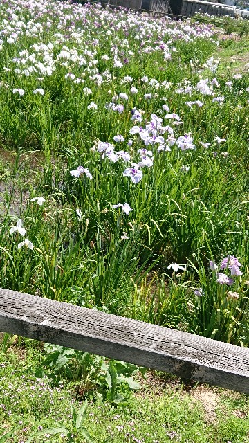 f:id:jabsport17:20190617231154j:image f:id:jabsport17:20190617231154j:image