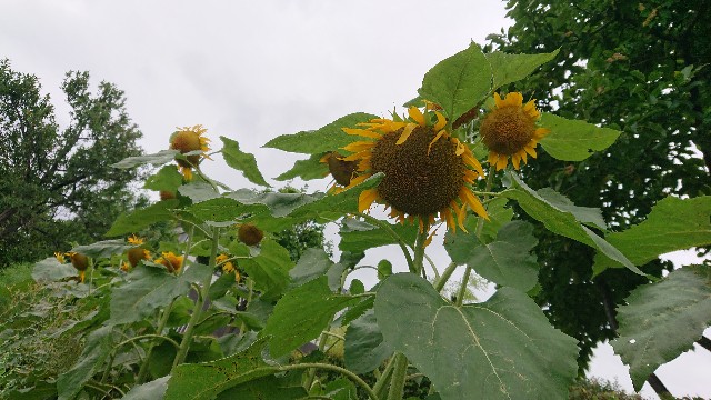 f:id:jabsport17:20190718221948j:image f:id:jabsport17:20190718221948j:image