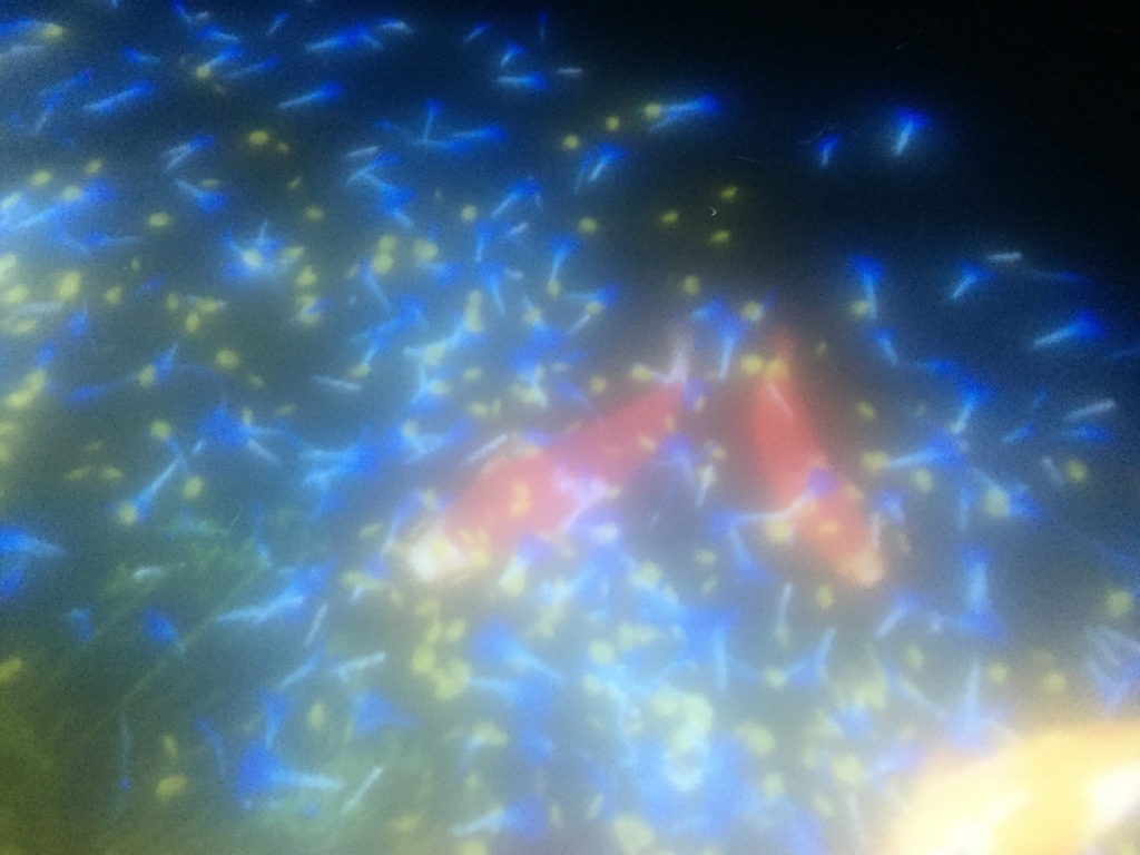 f:id:jacjac__jack:20160722140002j:plain f:id:jacjac__jack:20160722140002j:plain