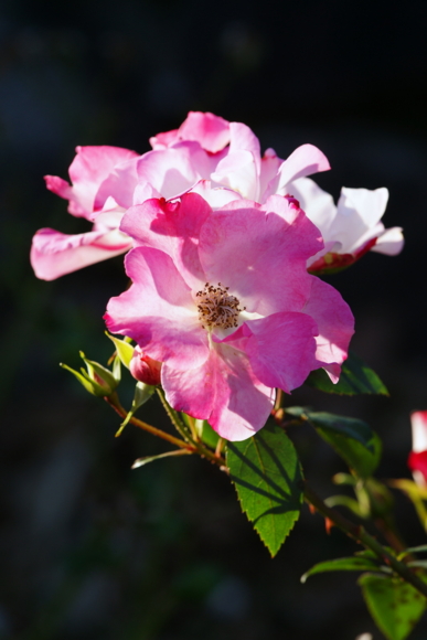 f:id:jack023:20101207215102j:image f:id:jack023:20101207215102j:image