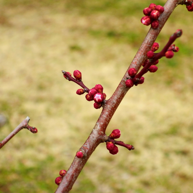 f:id:jack023:20130219173313j:image