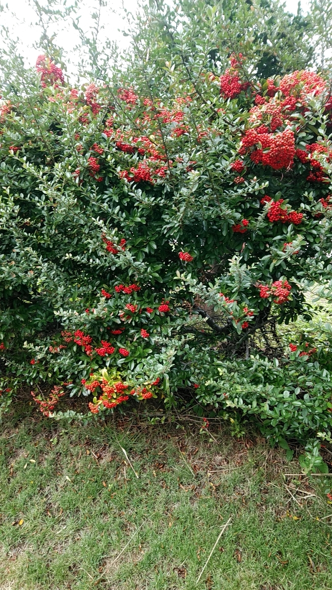 f:id:jacksen5296:20191103083111j:plain f:id:jacksen5296:20191103083111j:plain