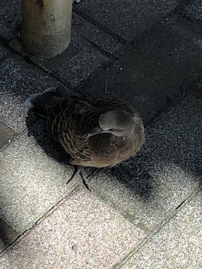 f:id:jackyakabartender:20180818134946j:plain