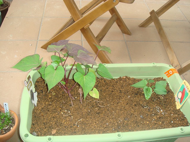 f:id:jackymack:20110520132612j:image:w360 f:id:jackymack:20110520132612j:image:w360