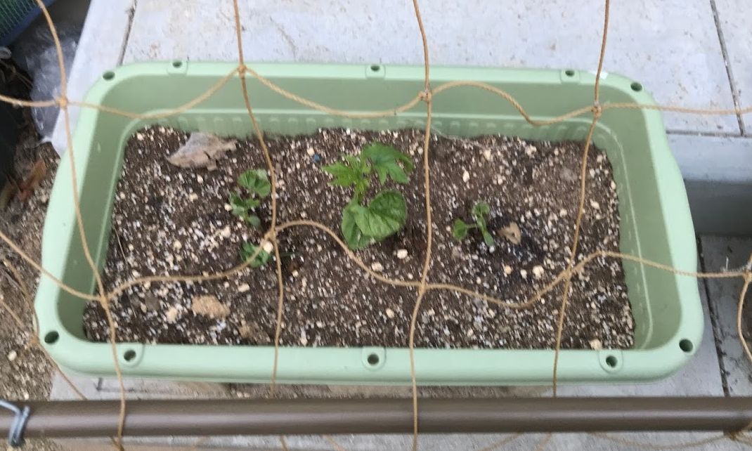 f:id:jackymack:20190414212200j:plain f:id:jackymack:20190414212200j:plain