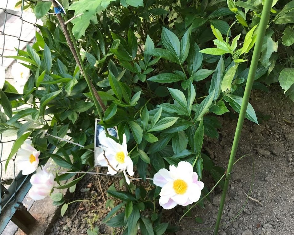 f:id:jackymack:20190515210412j:plain f:id:jackymack:20190515210412j:plain