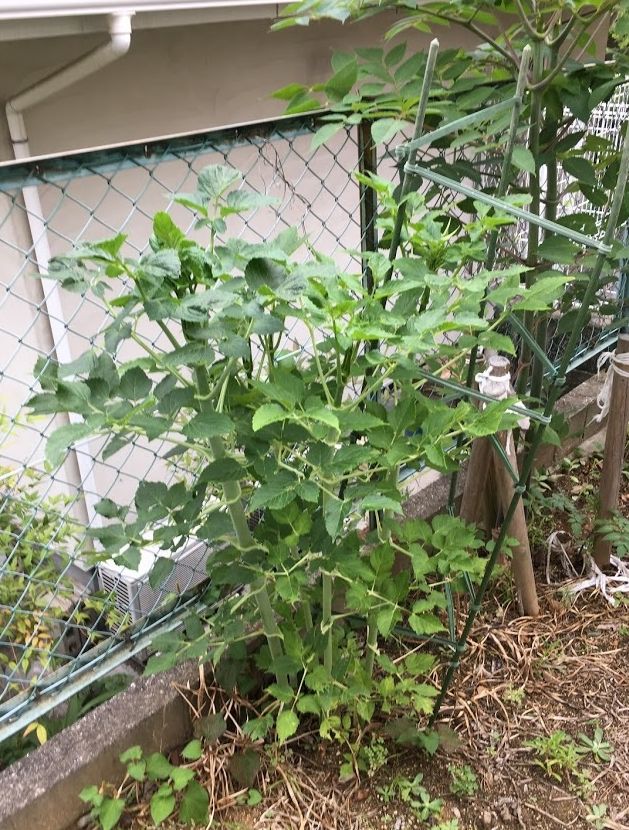 f:id:jackymack:20190626205812j:plain