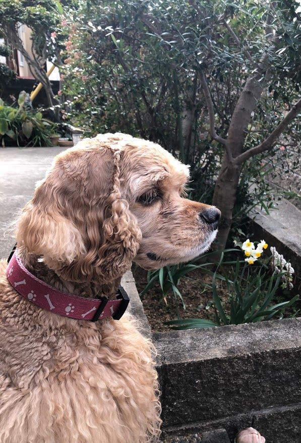 f:id:jackymack:20210201203553j:plain