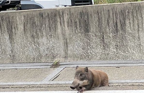 f:id:jackymack:20210811210145j:plain