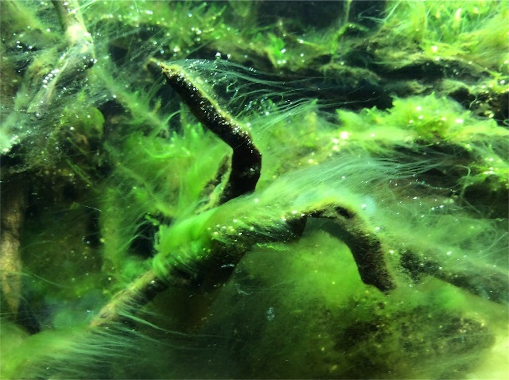 f:id:jacoeri:20170624211128j:image