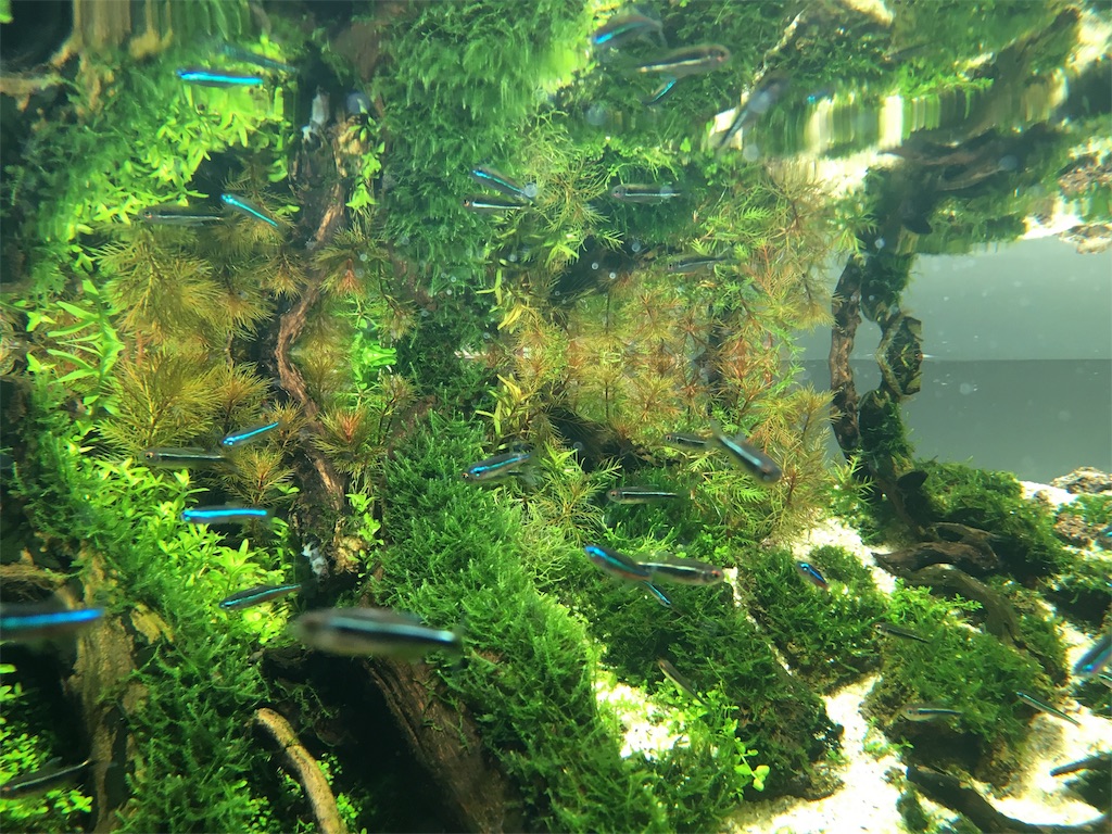 f:id:jacoeri:20170624211356j:image