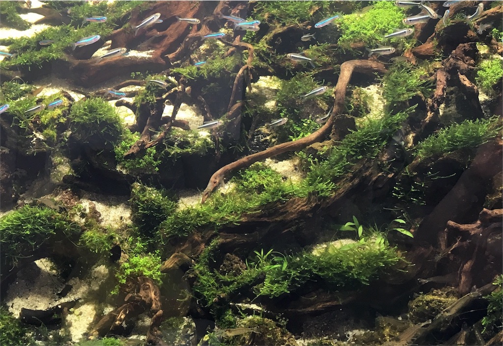 f:id:jacoeri:20170624214212j:image