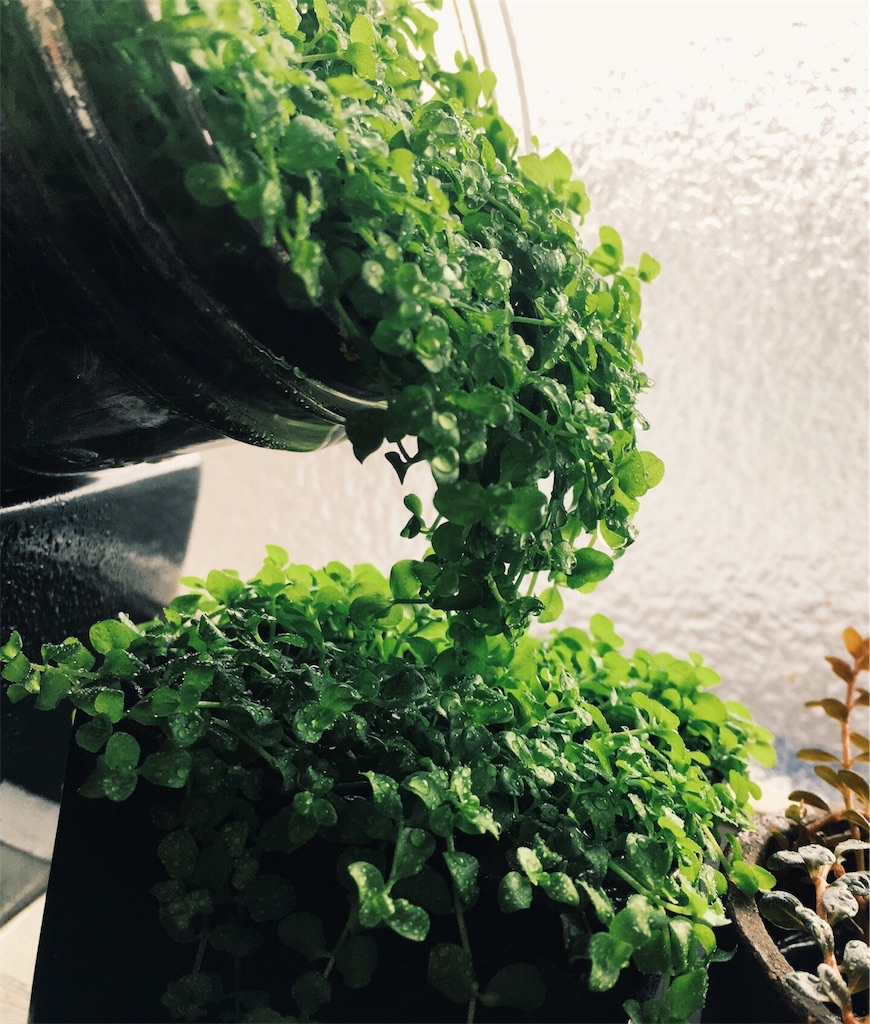 f:id:jacoeri:20170827085855j:image