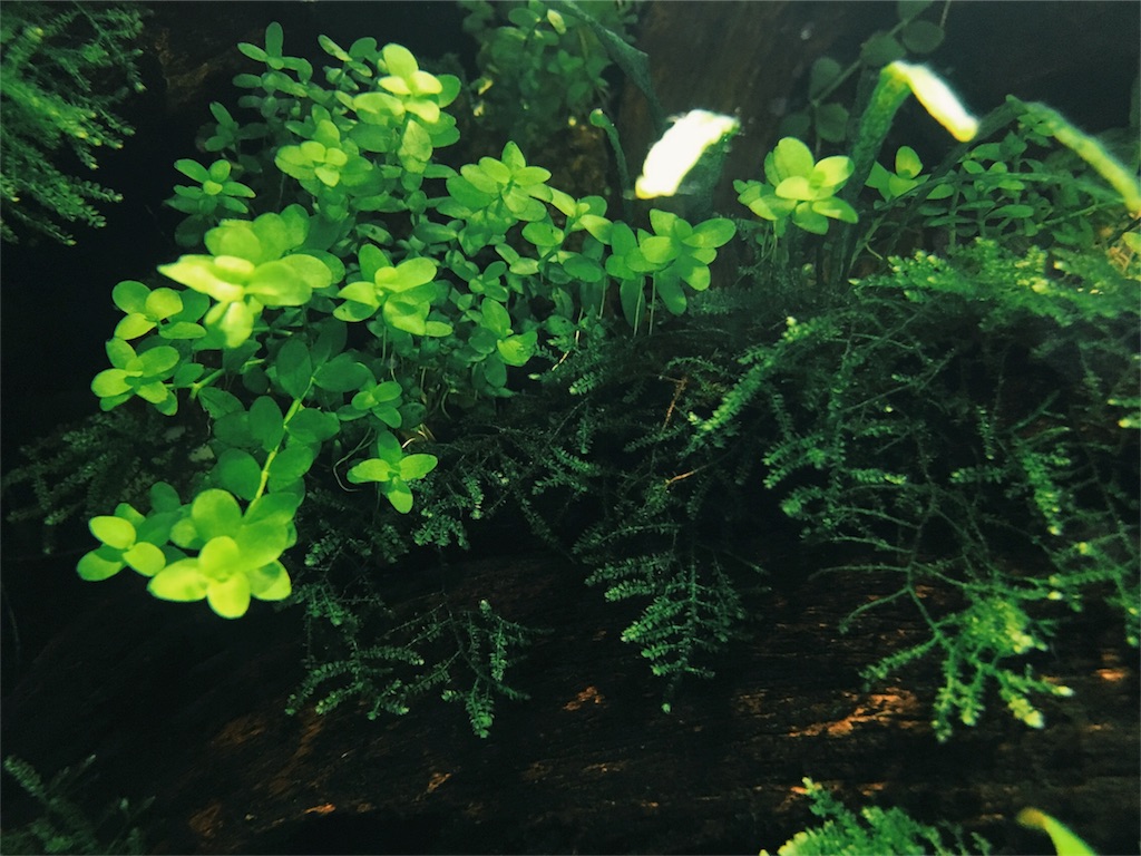 f:id:jacoeri:20170827091040j:image