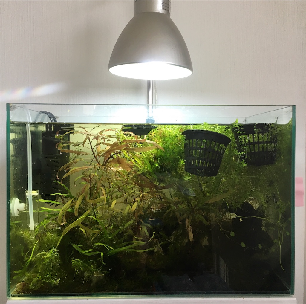 f:id:jacoeri:20180614161434j:image