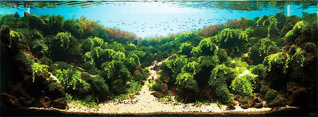 f:id:jacoeri:20180814115500j:image f:id:jacoeri:20180814115500j:image