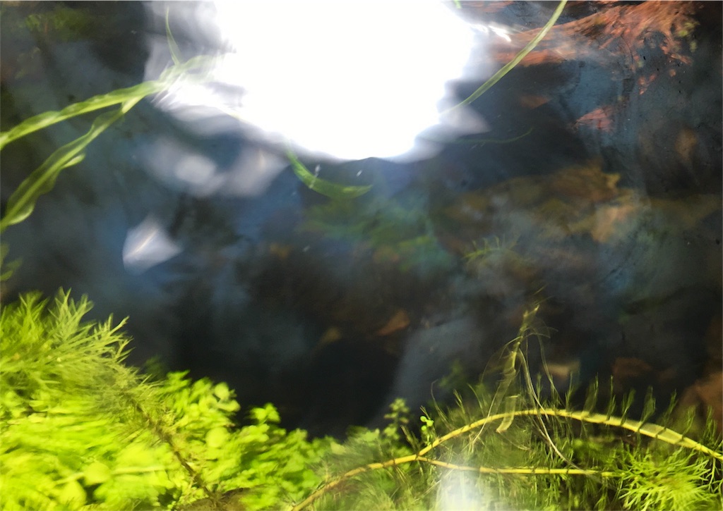 f:id:jacoeri:20180827112613j:image