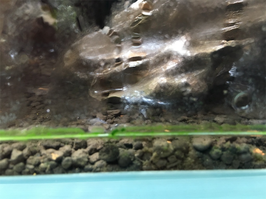 f:id:jacoeri:20181029184249j:image