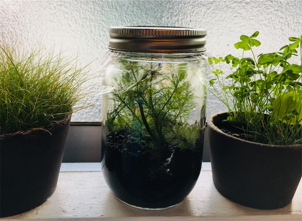 f:id:jacoeri:20181111135058j:image