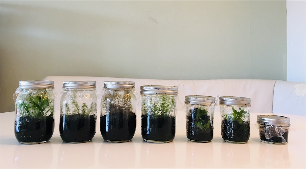 f:id:jacoeri:20181111135421j:image