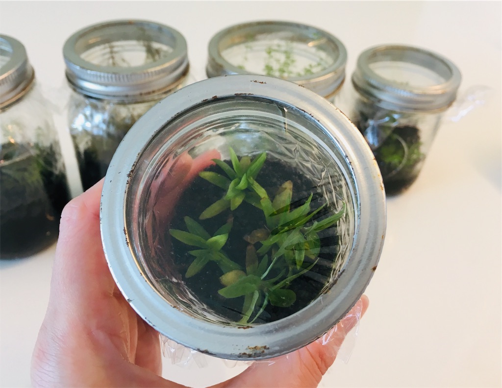 f:id:jacoeri:20181111135553j:image