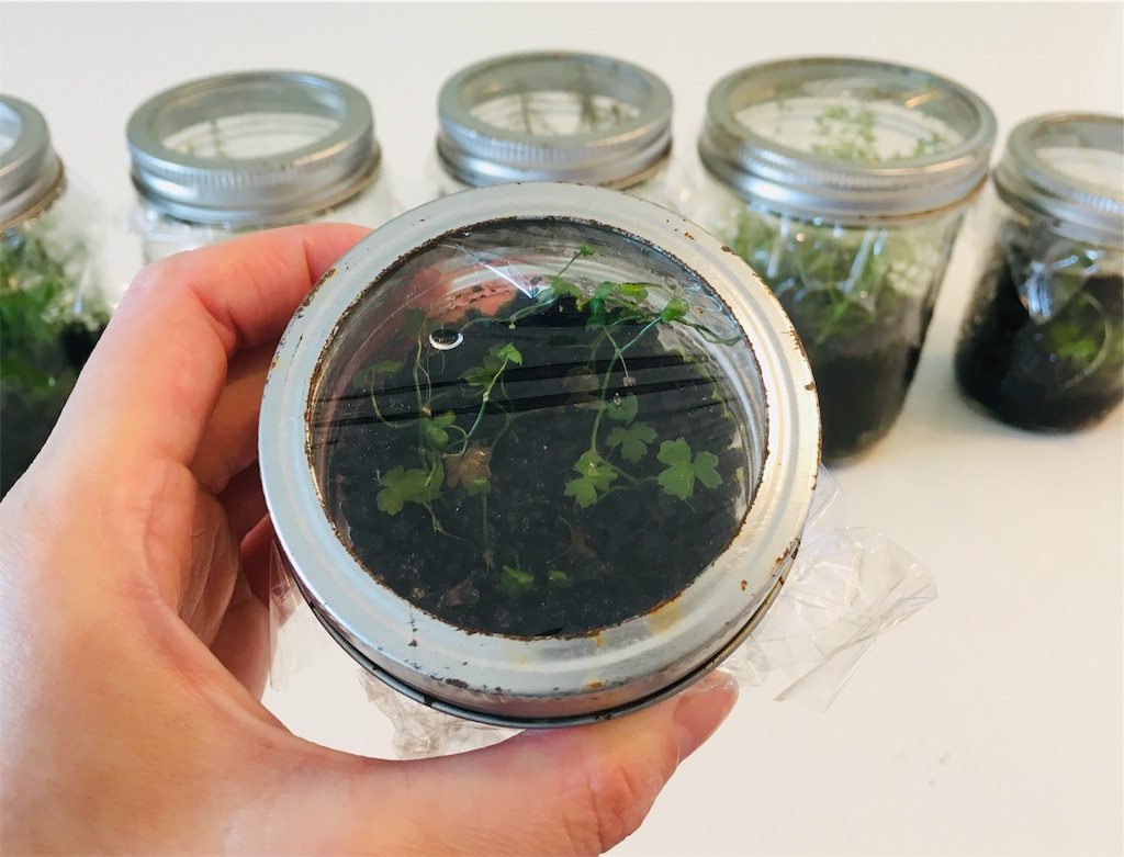 f:id:jacoeri:20181111135629j:image