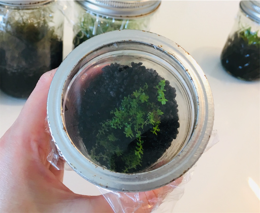 f:id:jacoeri:20181111135633j:image