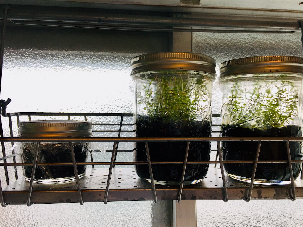 f:id:jacoeri:20181111141308j:image