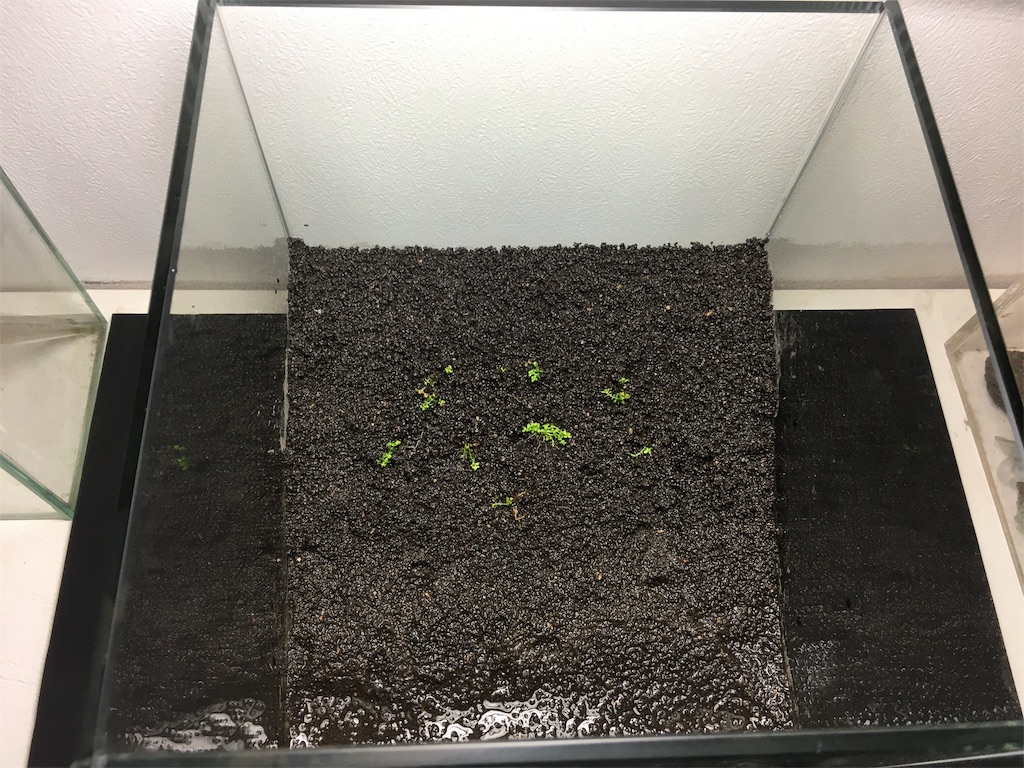 f:id:jacoeri:20181123164106j:image