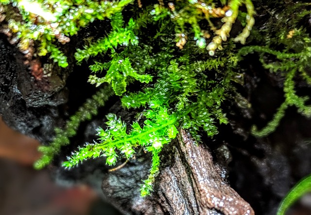 f:id:jacoeri:20190227182510j:plain f:id:jacoeri:20190227182510j:plain