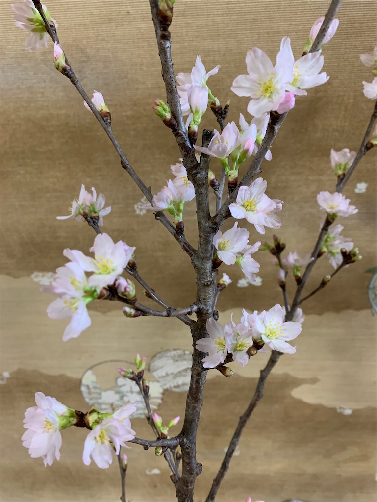 f:id:jadeite_60:20210206181134j:image