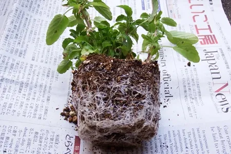 根鉢が回った苗の植え付け - トマトの育て方|夢印栽培20年
