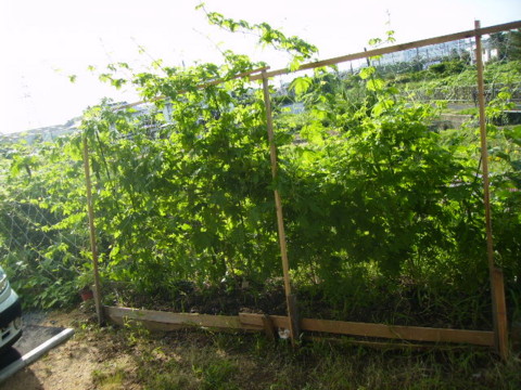 f:id:jaja51:20100717041154j:image
