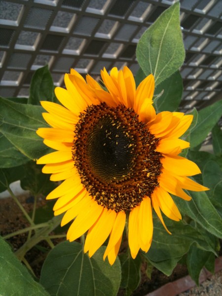f:id:jaja51:20110801072030j:image