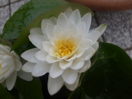 f:id:jaja51:20120630080322j:image
