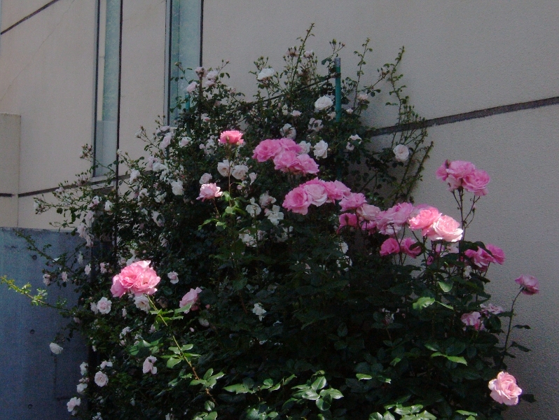 f:id:jam-014:20120525092205j:image