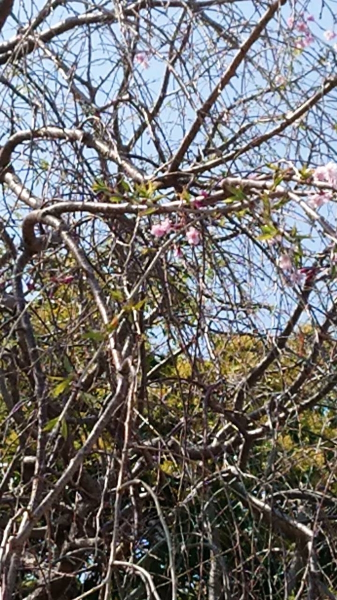 f:id:jam226:20190424115435j:plain