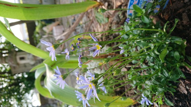 f:id:jam226:20190426051343j:image