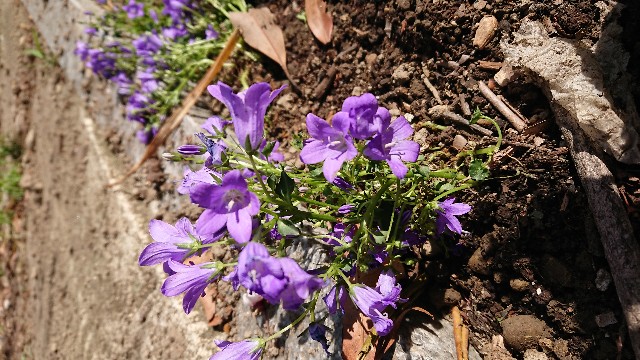 f:id:jam226:20190426055734j:image