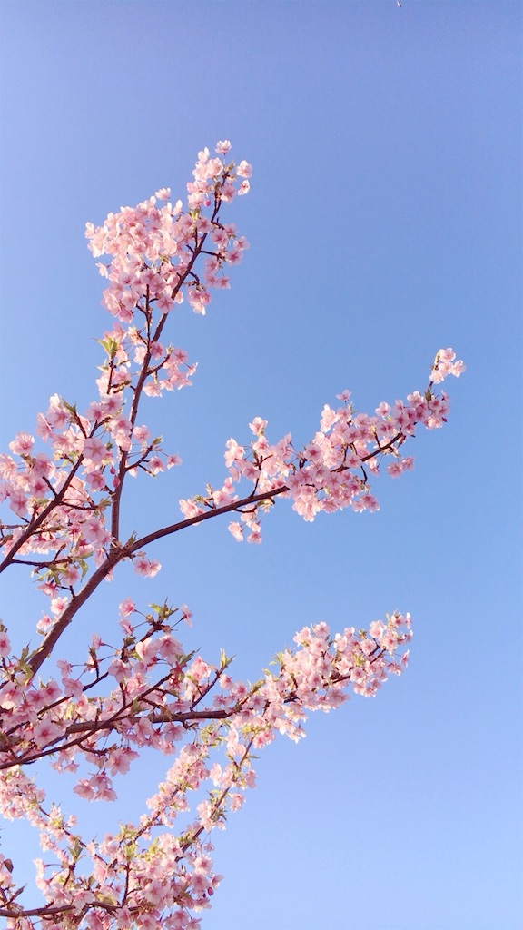 f:id:jammy248:20190308173659j:image f:id:jammy248:20190308173659j:image