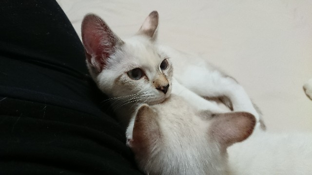 f:id:jane7:20171030034221j:image